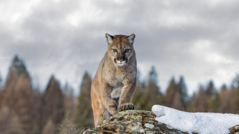 Dağda Y&uuml;r&uuml;y&uuml;ş Yapan Kadın Aslan Saldırısında Hayatını Kaybetti