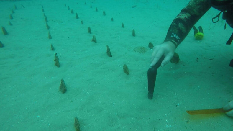 Denizin Dibinde Adeta Tarla Kurdular