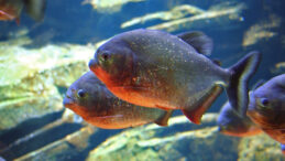 Diyarbakır&rsquo;da İlgin&ccedil; Beslenme: 8 Pirana Balığı 12 Yıldır Kelle Pa&ccedil;a Yiyor