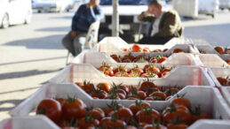 Domates İhracatında Alarm: 100 Bin Tonluk Kayıp
