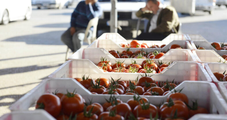 Domates İhracatında Alarm: 100 Bin Tonluk Kayıp