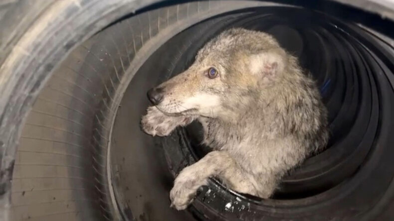 D&uuml;kkana Giren Kurt Paniğe Neden Oldu