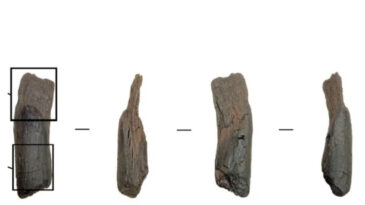 D&uuml;nyanın En Eski Tahta El Aletleri Keşfedildi