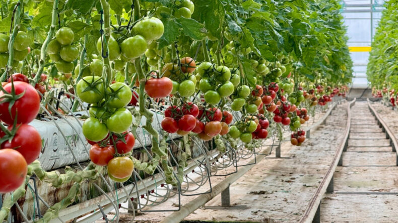 Eksi 25 Derecede Dört Mevsim Hasat Yapılıyor