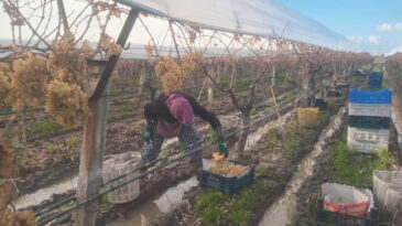 Eksi 7 Derecede Son Hasat: Kral Sofralarını S&uuml;sl&uuml;yor