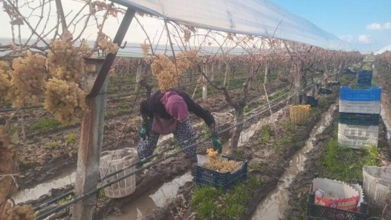 Eksi 7 Derecede Son Hasat: Kral Sofralarını Süslüyor