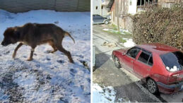 Ezildi, vuruldu ama pes etmedi: Karabaş yeniden ayağa kalktı