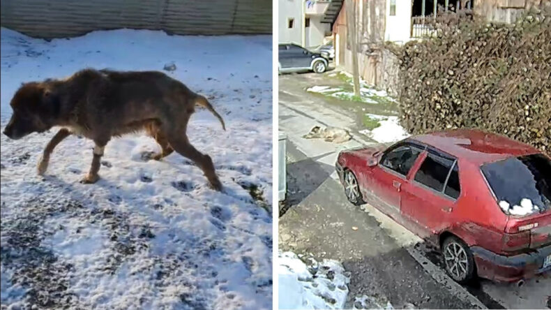 Ezildi, vuruldu ama pes etmedi: Karabaş yeniden ayağa kalktı