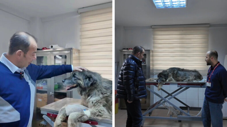 Ezilen K&ouml;peğin Bedeninden 400 Sa&ccedil;ma &Ccedil;ıktı