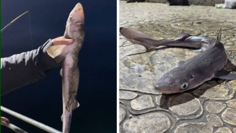 Giresun'da Oltayı Atan K&ouml;pek Balığı Yakalıyor