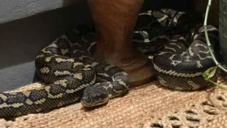 G&ouml;ğs&uuml;nde dev piton yılanıyla uyandı
