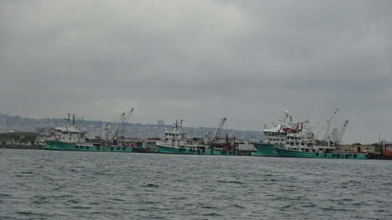 G&ouml;zleri Yollarda Kaldı: Hamsi Fiyatları 20 TL'ye D&uuml;şt&uuml;