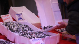 Hamsi G&uuml;rcistan'a Erken Ka&ccedil;tı