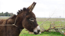 Hayvanlara K&ouml;t&uuml; Muameleye 40 Bin Euro Ceza