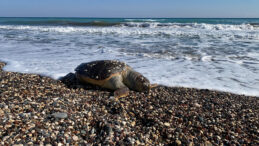 İki G&uuml;nde İki Caretta Caretta Kıyıya Vurdu