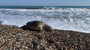 İki G&uuml;nde İki Caretta Caretta Kıyıya Vurdu