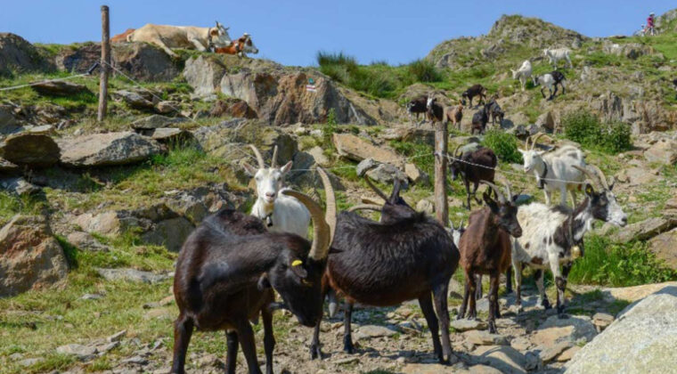 İsrail Askerleri Suriye Topraklarından 250 Ke&ccedil;i &Ccedil;aldı