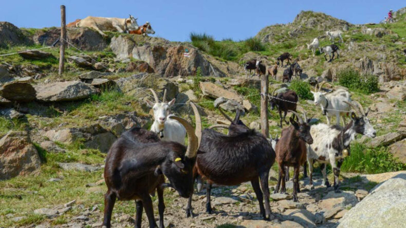 İsrail Askerleri Suriye Topraklarından 250 Ke&ccedil;i &Ccedil;aldı