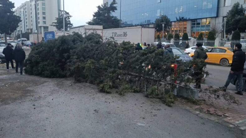 İstanbul'da Şiddetli R&uuml;zgar Sonucu Ağa&ccedil; Devrildi: 1 Kişi Altında Kaldı