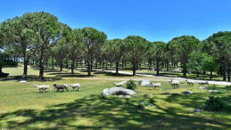 İzmir'de Fıstık &Ccedil;amı Alanında Granit Ocağı İzni Verildi