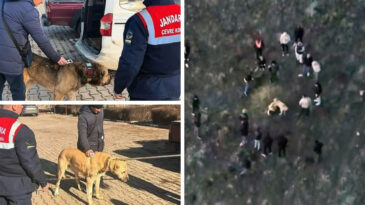Jandarma, Dron Kullanarak K&ouml;pek D&ouml;v&uuml;ş&uuml;n&uuml; Bastırdı