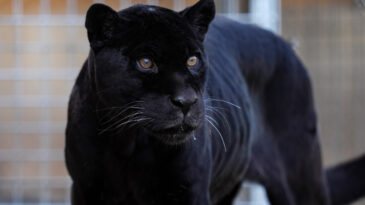 Juliet 18 yaşında yaşama veda etti