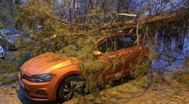 Kadık&ouml;y'de Ağa&ccedil; Ara&ccedil; &Uuml;zerine D&uuml;şerek Hasara Neden Oldu