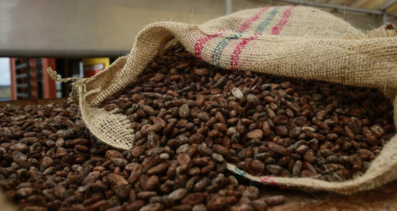 Kakao Fiyatlarında Rekor Düşüş