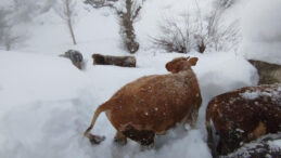Kar altında kalan k&ouml;yde besicilerin zorlu mesaisi