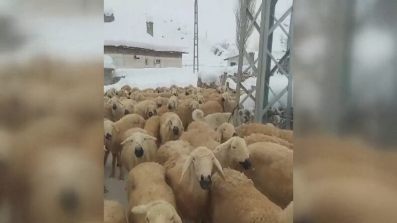 Kar Yüklü Çadır Çöktü: 3 Küçükbaş Hayvan Hayatını Kaybetti