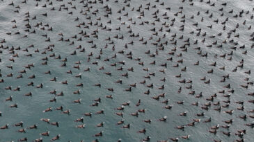 Karabataklar Damatlıklarını Giyip Boğaz&rsquo;a İndi