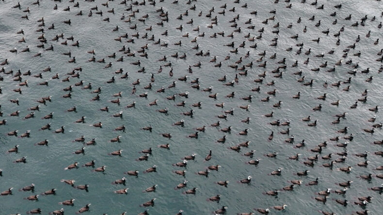 Karabataklar Damatlıklarını Giyip Boğaz&rsquo;a İndi