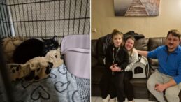 Kayıp Kedi 4 Ay Sonra Bulundu