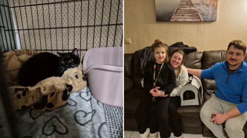 Kayıp Kedi 4 Ay Sonra Bulundu