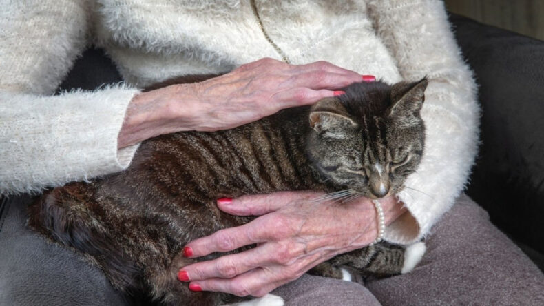 Kedi ve Metal Plakadan Dolayı 50 Bin TL Tazminat Kazandı