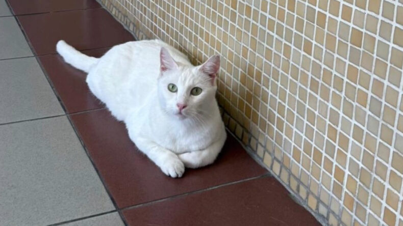 Kedilere Mama Parası İsteyen Dolandırıcı, 182 Bin Lira Kaybettirdi