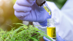 Kenevir &Uuml;retimi İ&ccedil;in Yeni D&uuml;zenlemeler Getirildi