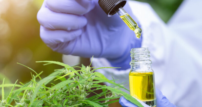 Kenevir &Uuml;retimi İ&ccedil;in Yeni D&uuml;zenlemeler Getirildi