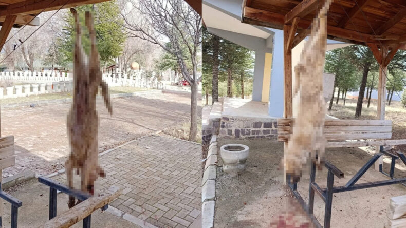 K&ouml;peğe Yapılan İşkenceyi Kınama