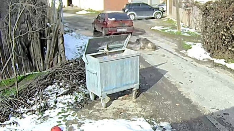 K&ouml;peği Ezmişti, Yakalandı