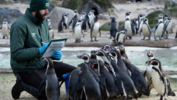 Londra&rsquo;da Hayvanlar Tek Tek Sayıldı
