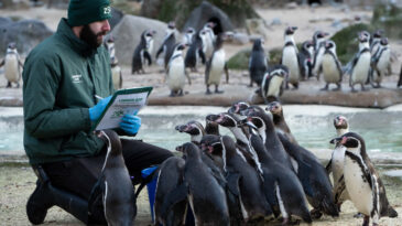 Londra&rsquo;da Hayvanlar Tek Tek Sayıldı