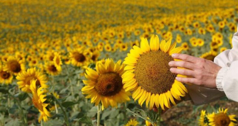 May Tohum &Uuml;zerine Soruşturma Başlatıldı