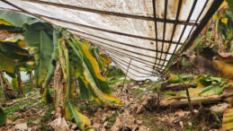 Mersin'de Dolu Seraları &Ccedil;&ouml;kertti ve Bah&ccedil;elere Zarar Verdi