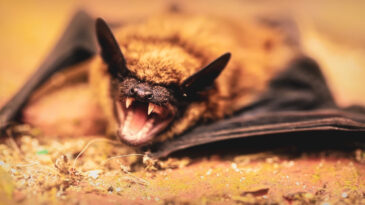 Nipah Vir&uuml;s&uuml; Korkusu: Yarasalardan Bulaşıyor, Vaka ve &Ouml;l&uuml;m Sayısı Artıyor