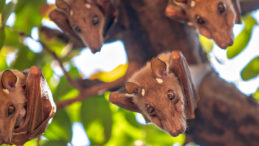 Nipah Vir&uuml;s&uuml; Salgını: Resmi A&ccedil;ıklama Yapıldı