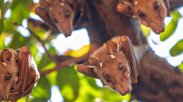 Nipah Vir&uuml;s&uuml; Salgını: Resmi A&ccedil;ıklama Yapıldı