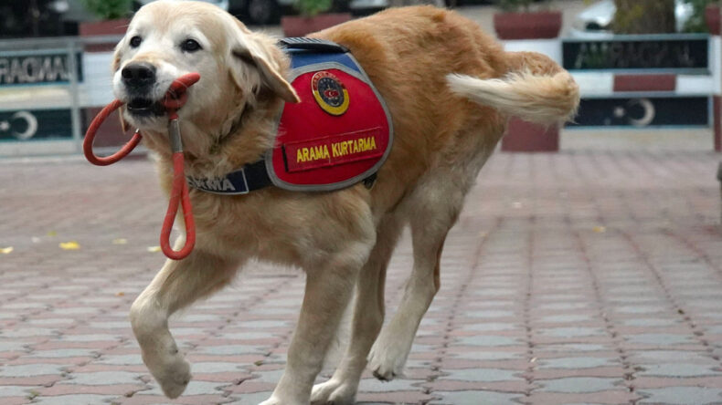 Ocak: 48 Canlıya Umut Oldu, Emekli Hayatına Adım Attı