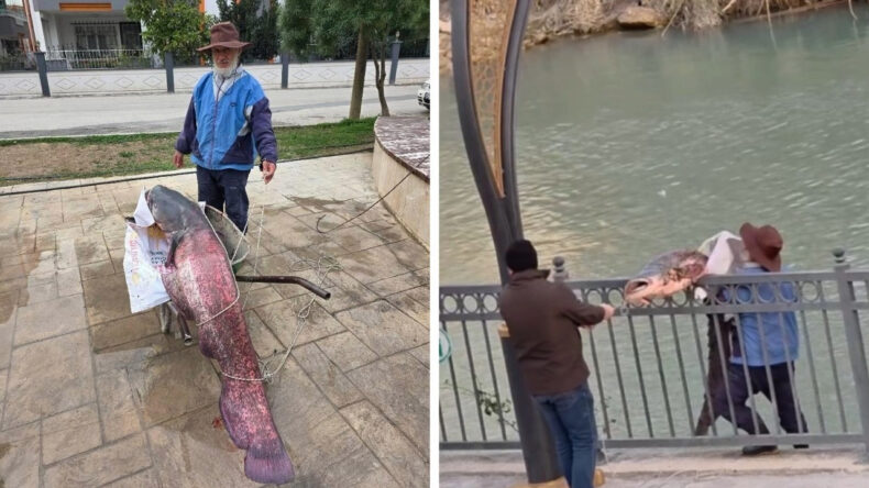 Oltayla 30 Kilogramlık Dev Balık Yakalandı