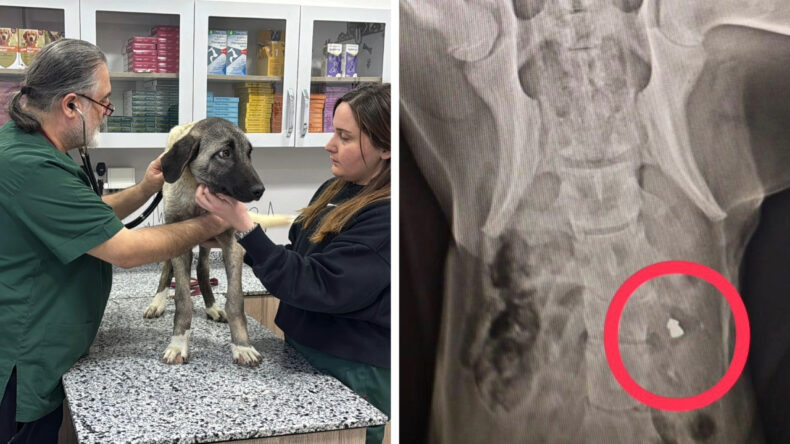 Ordu'da 10 G&uuml;nde 3 Sokak K&ouml;peği 'Domuz Kurşunu' ile Vuruldu